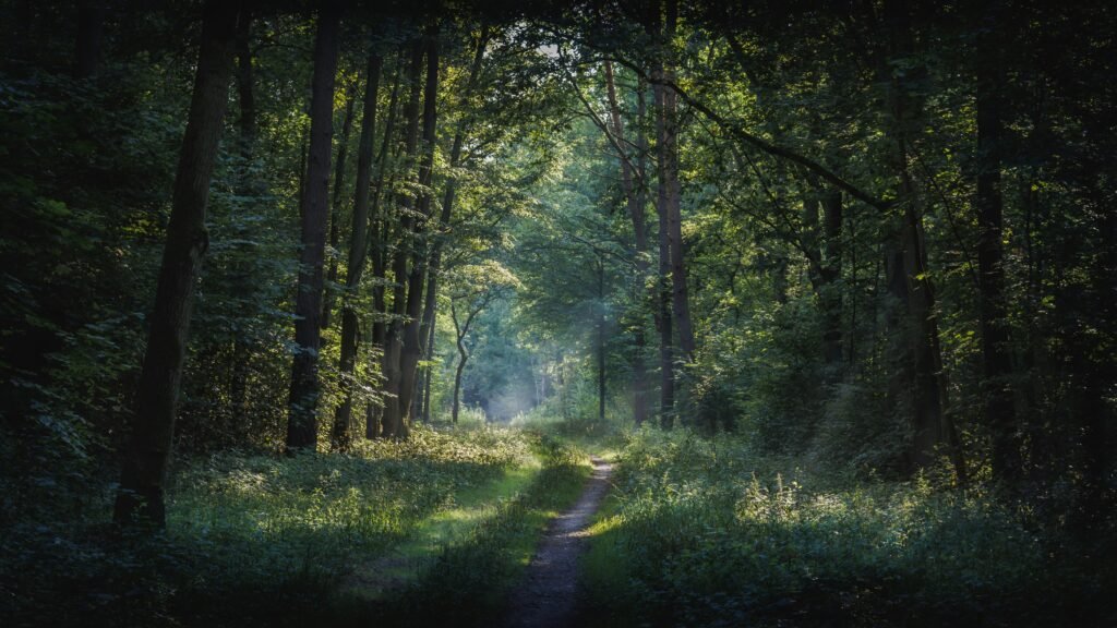 pexels serhii barkanov 2144469453 34690706